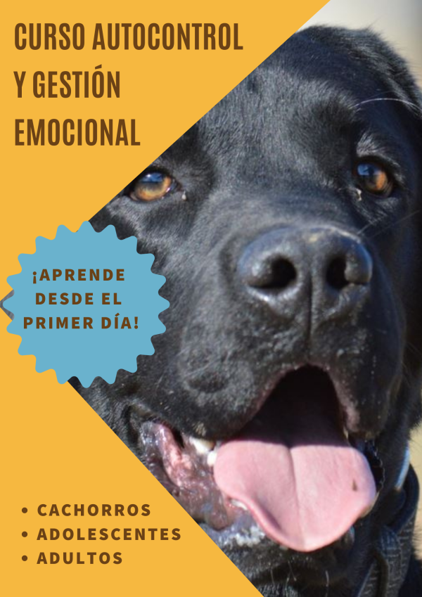 Autocontrol y gestión emocional del perro